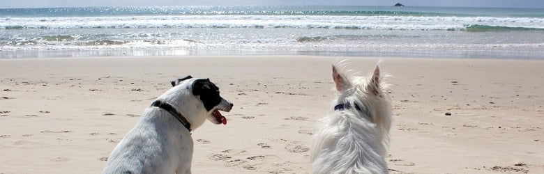 Spiagge per cani Maremma