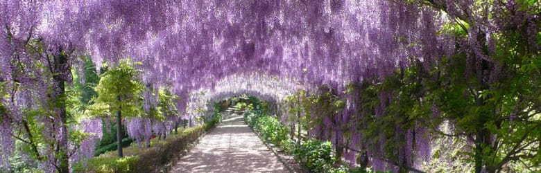 Pergola glicine Firenze