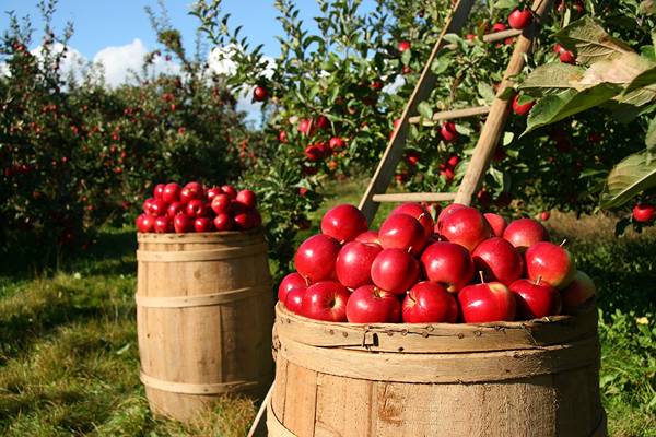 Terreni Agricoli Toscana Ismea