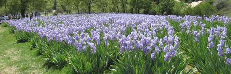 Trekking Giaggiolo Chianti Iris