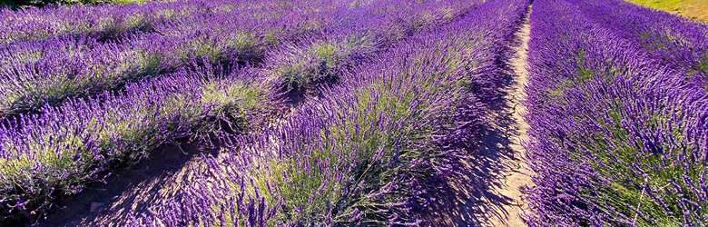 Fioritura Lavanda Santa Luce 2023