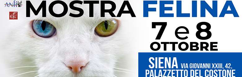 Mostra di Gatti Siena Palazzetto del Costone